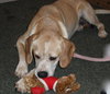 Jay the Little Lab