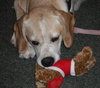 Jay the Little Lab