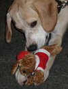 Jay the Little Lab