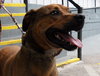 Jingles the Boxer