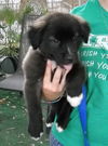Wonka the Fuzzy Puppy