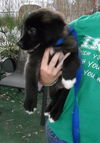 Wonka the Fuzzy Puppy