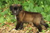 Wonka the Fuzzy Puppy