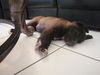 Wonka the Fuzzy Puppy
