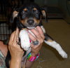 Aramis the  Puppy