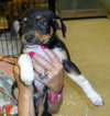Aramis the  Puppy