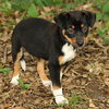 Aramis the  Puppy