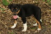 Aramis the  Puppy