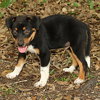 Aramis the  Puppy