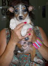 Andy the  Stunning Merle Puppy