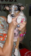 Andy the  Stunning Merle Puppy