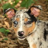 Andy the  Stunning Merle Puppy