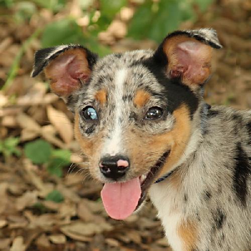 Andy the  Stunning Merle Puppy