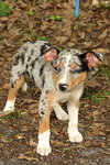 Andy the  Stunning Merle Puppy