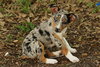 Andy the  Stunning Merle Puppy