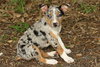 Andy the  Stunning Merle Puppy