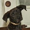 Whiskey Sour the Lab