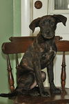 Whiskey Sour the Lab