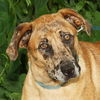 A Super Sweet Girl!Sadie the Catahoula Mix (Video)