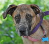 A Super Sweet Girl!Sadie the Catahoula Mix (Video)