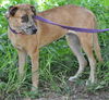 A Super Sweet Girl!Sadie the Catahoula Mix (Video)