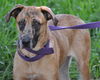 A Super Sweet Girl!Sadie the Catahoula Mix (Video)