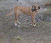 A Super Sweet Girl!Sadie the Catahoula Mix (Video)