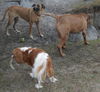 A Super Sweet Girl!Sadie the Catahoula Mix (Video)