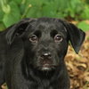 Noggin the Lab Puppy