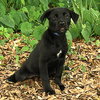 Noggin the Lab Puppy