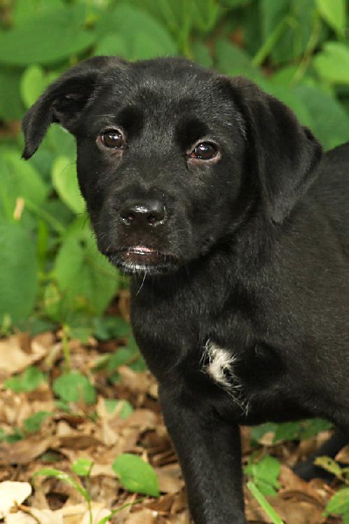 Noggin the Lab Puppy