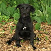 Noggin the Lab Puppy