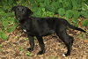 Noggin the Lab Puppy
