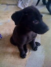 Noggin the Lab Puppy