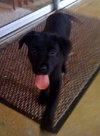 Noggin the Lab Puppy