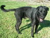 Pepper the Retriever