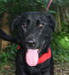Pepper the Retriever