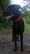Pepper the Retriever
