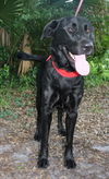 Pepper the Retriever