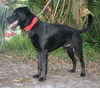Pepper the Retriever