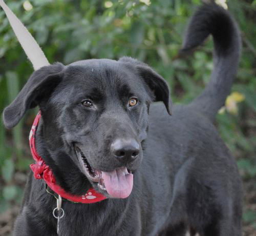 Pepper the Retriever