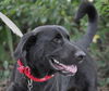 Pepper the Retriever