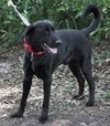 Pepper the Retriever
