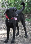 Pepper the Retriever