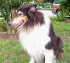 Rhodie