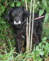 DC Sirius the Black Lab