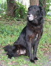 DC Sirius the Black Lab