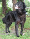 DC Sirius the Black Lab