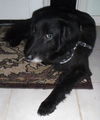 DC Sirius the Black Lab