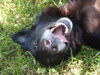DC Sirius the Black Lab